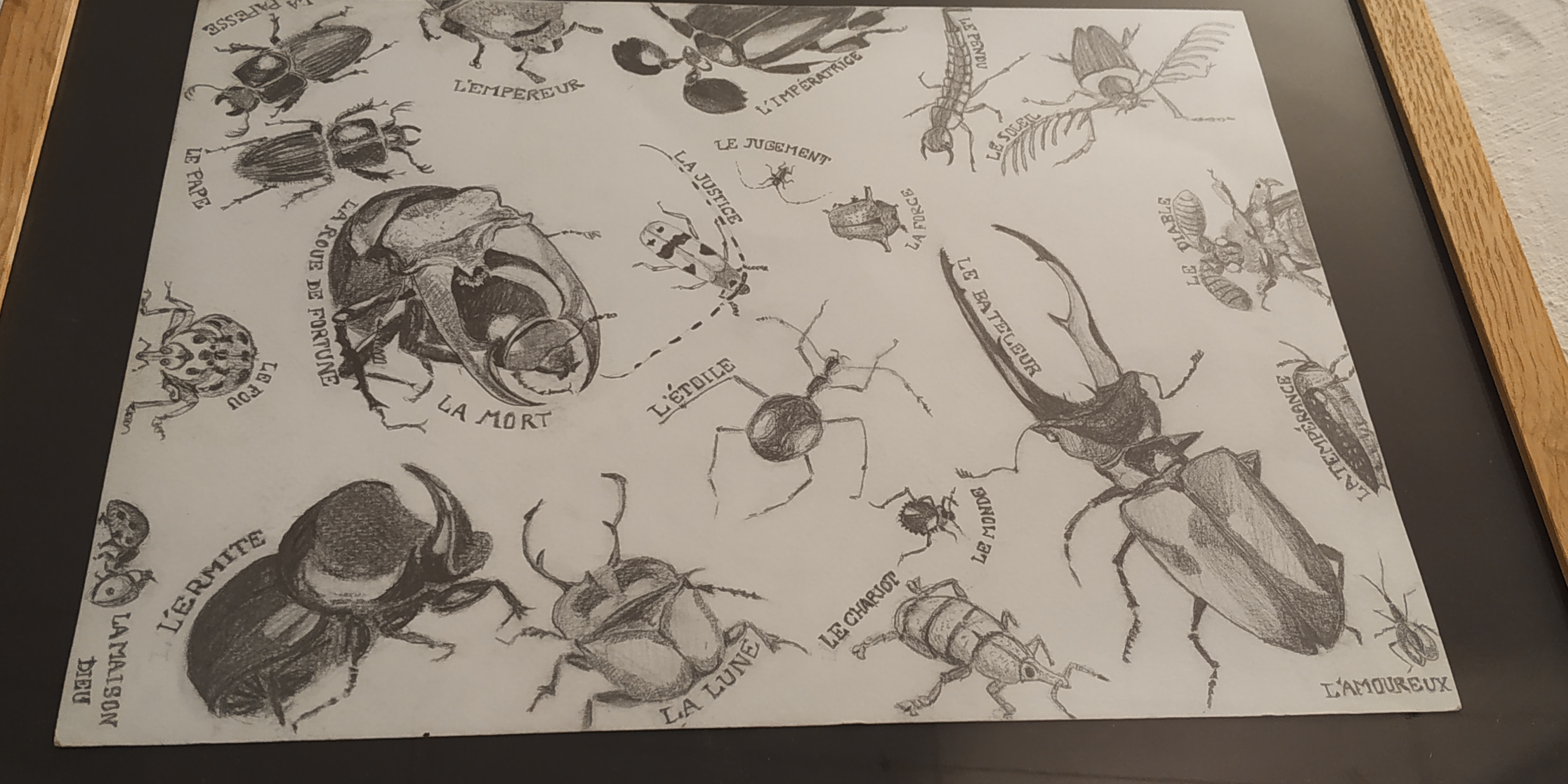  Dessins d'insectes mÃ©taphorique  cours de dessin 