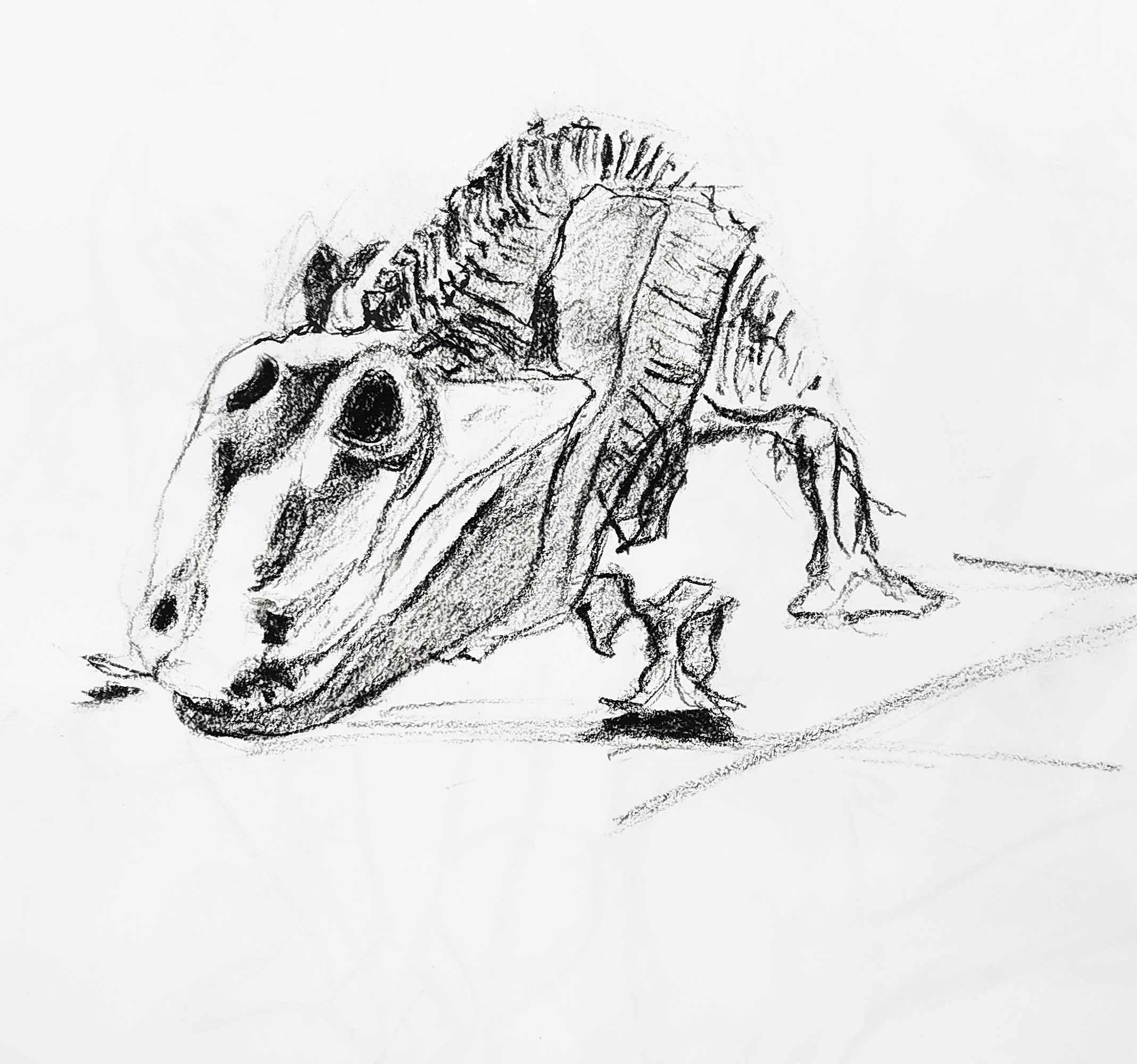  Dessin d'un dinosaure au musÃ©e d'histoire naturelle paris  cours de dessin 